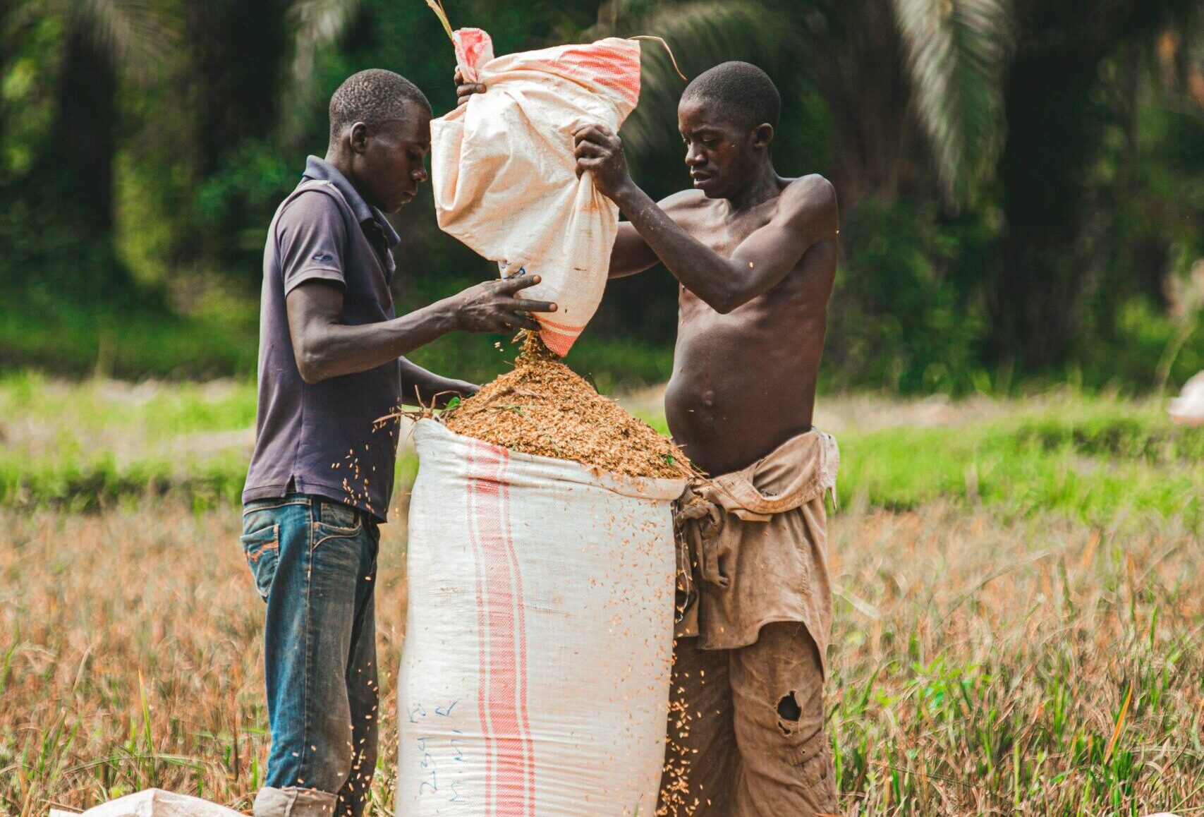 Two African men packing rice into sacks in an outdoor field with lush greenery.