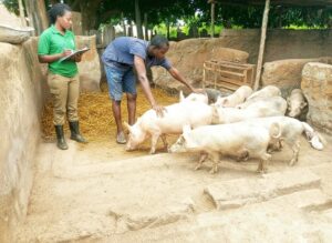 GrowthAid’s Pig Farming Initiative: Promoting Sustainable Livelihoods and Local Economic Growth in North Gonja